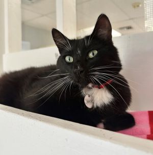 Magic Domestic Short Hair Cat