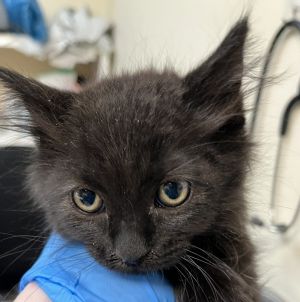 Gail Domestic Medium Hair Cat
