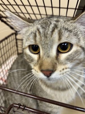 76979 Domestic Short Hair Cat
