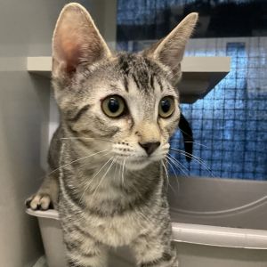 Rose Domestic Short Hair Cat