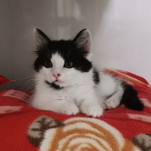 Aaron Domestic Medium Hair Cat
