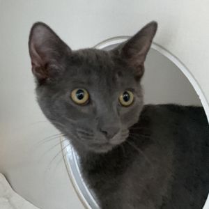 Christen Domestic Short Hair Cat
