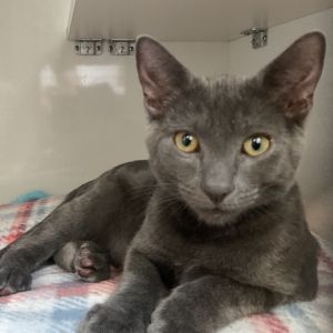 Christen is sleek quick and quietly brilliant Hes not flashy until the toys come out Then hes