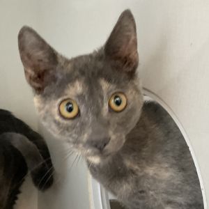 Tobin Domestic Short Hair Cat