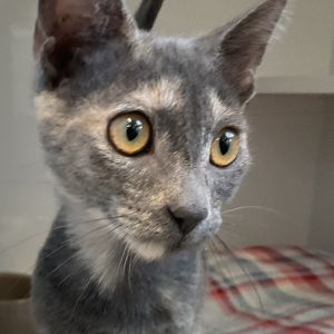 Tobin is a bold and agile beauty with a fearless streak and a twinkle in her eye Much like her