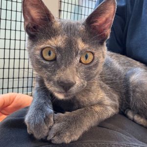 Tobin is a bold and agile beauty with a fearless streak and a twinkle in her eye Much like her