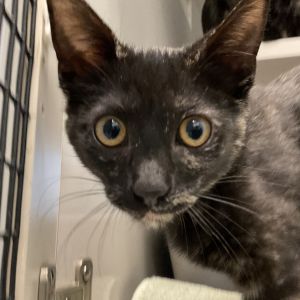 Megan Domestic Short Hair Cat