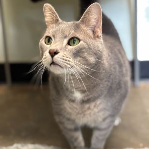 Ivan, Adult Male Domestic Short Hair