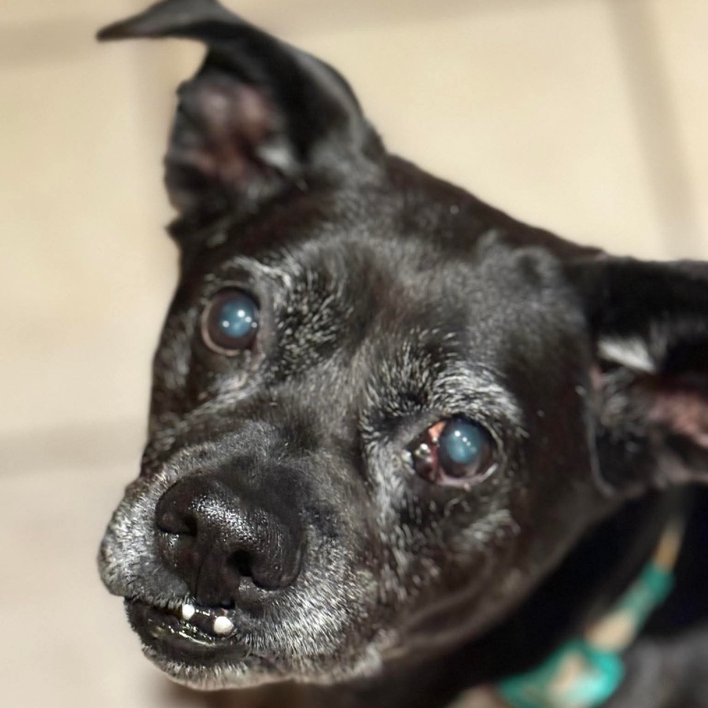 Bitsy