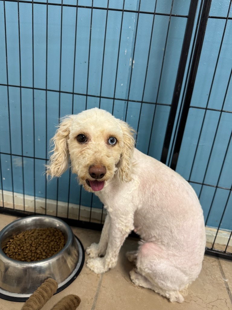 Sina, an adoptable Poodle in Hastings, NE, 68901 | Photo Image 1