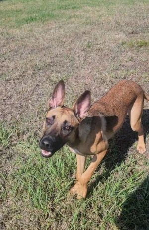 Roo Belgian Shepherd / Malinois Dog
