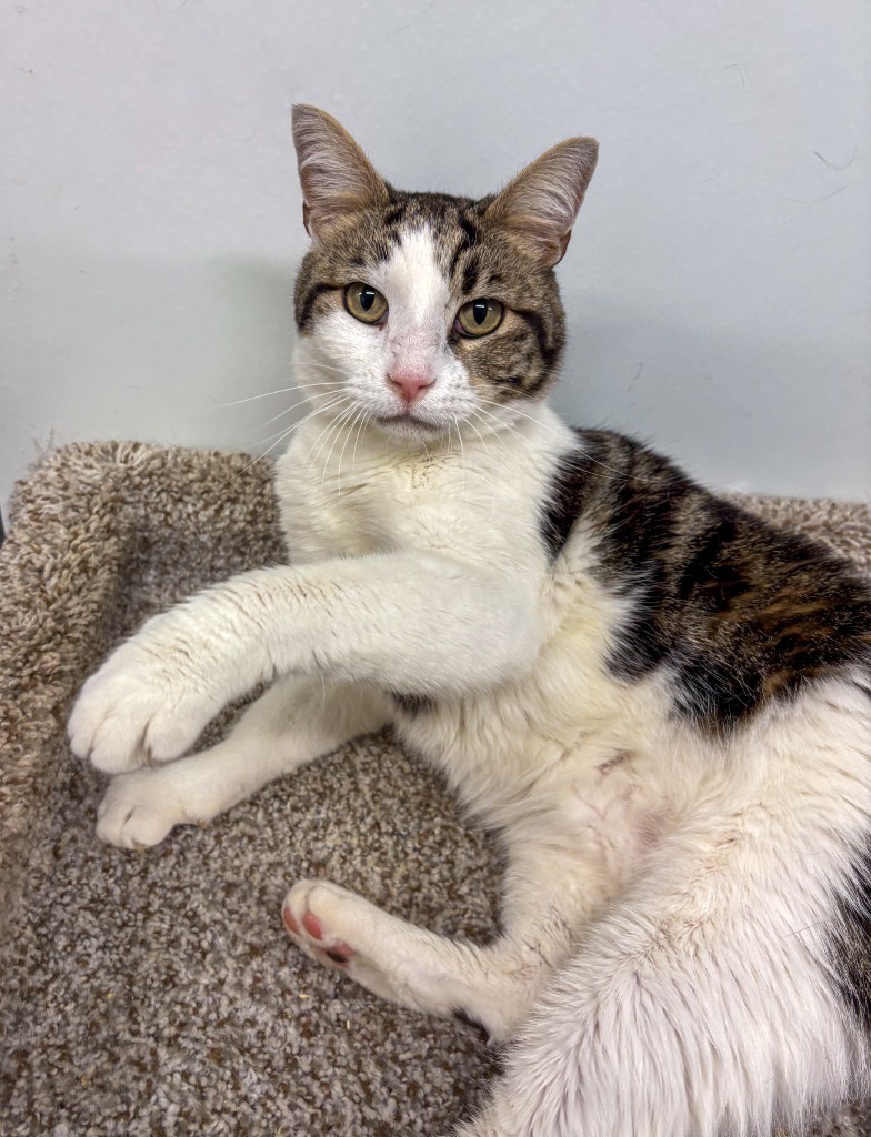 Purrcules, an adoptable Domestic Short Hair in Rock Springs, WY, 82901 | Photo Image 1
