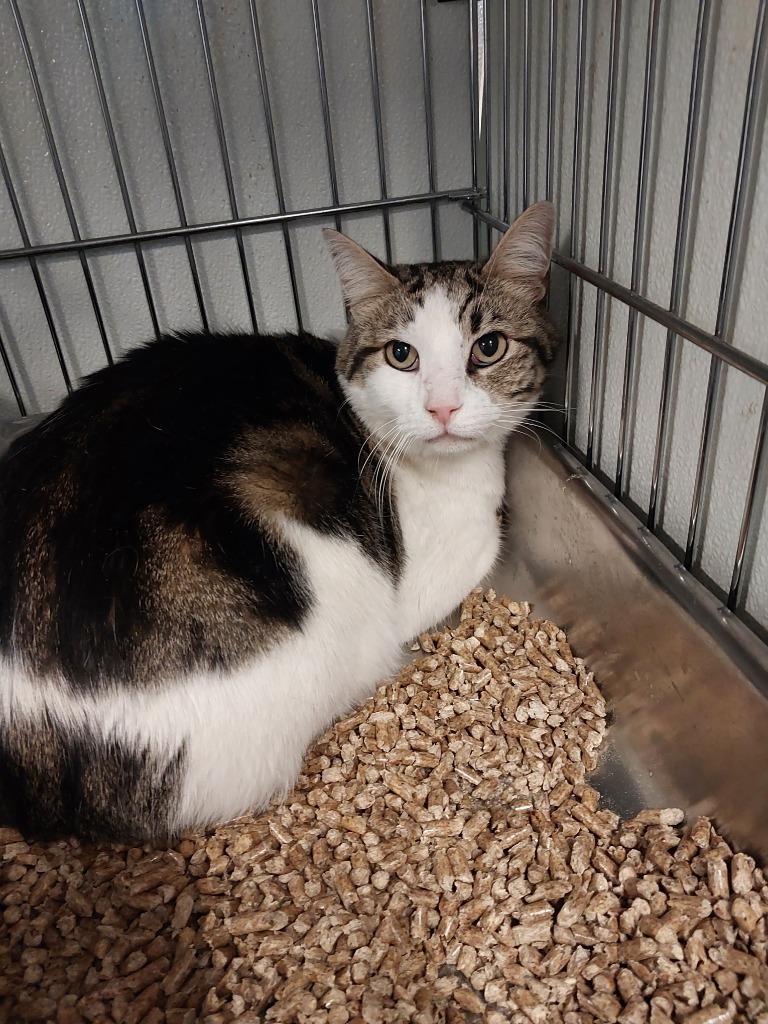 Purrcules, an adoptable Domestic Short Hair in Rock Springs, WY, 82901 | Photo Image 2