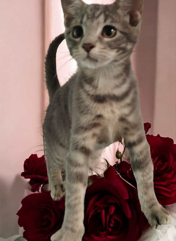 Little Tex