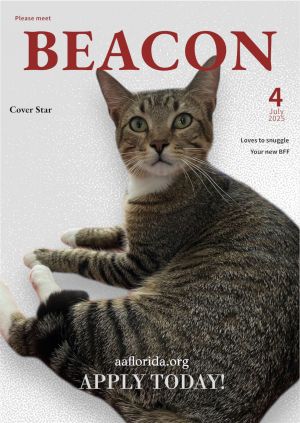 Beacon, Young Male Tabby
