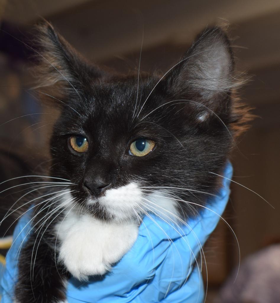Pippita (Stitch K4), an adoptable Domestic Short Hair in Pahrump, NV, 89048 | Photo Image 1