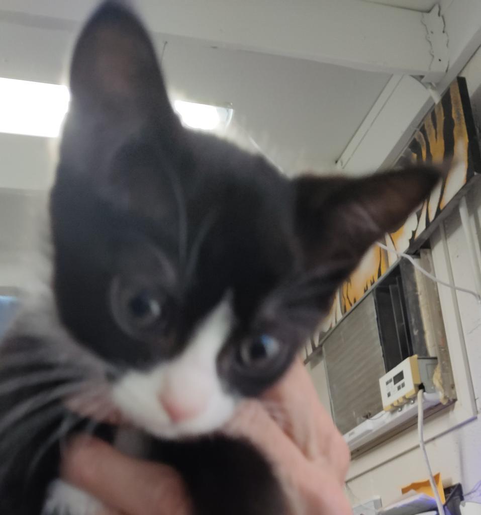 Asher (Vash K1), an adoptable Domestic Short Hair in Pahrump, NV, 89048 | Photo Image 1