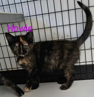Howie, Baby Female Domestic Short Hair