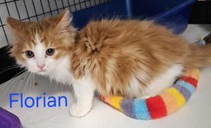 Florian, Baby Male Domestic Long Hair