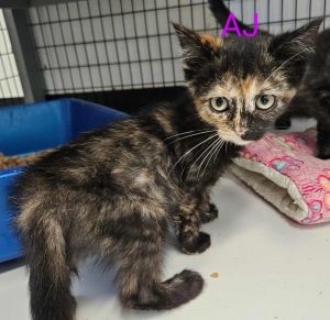 AJ, Baby Female Domestic Short Hair