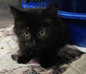 Kevin, Baby Male Domestic Short Hair