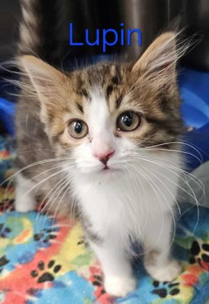 Lupin, Baby Male Domestic Short Hair