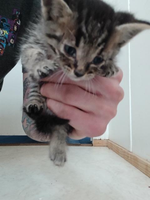 Mr. Meowgi