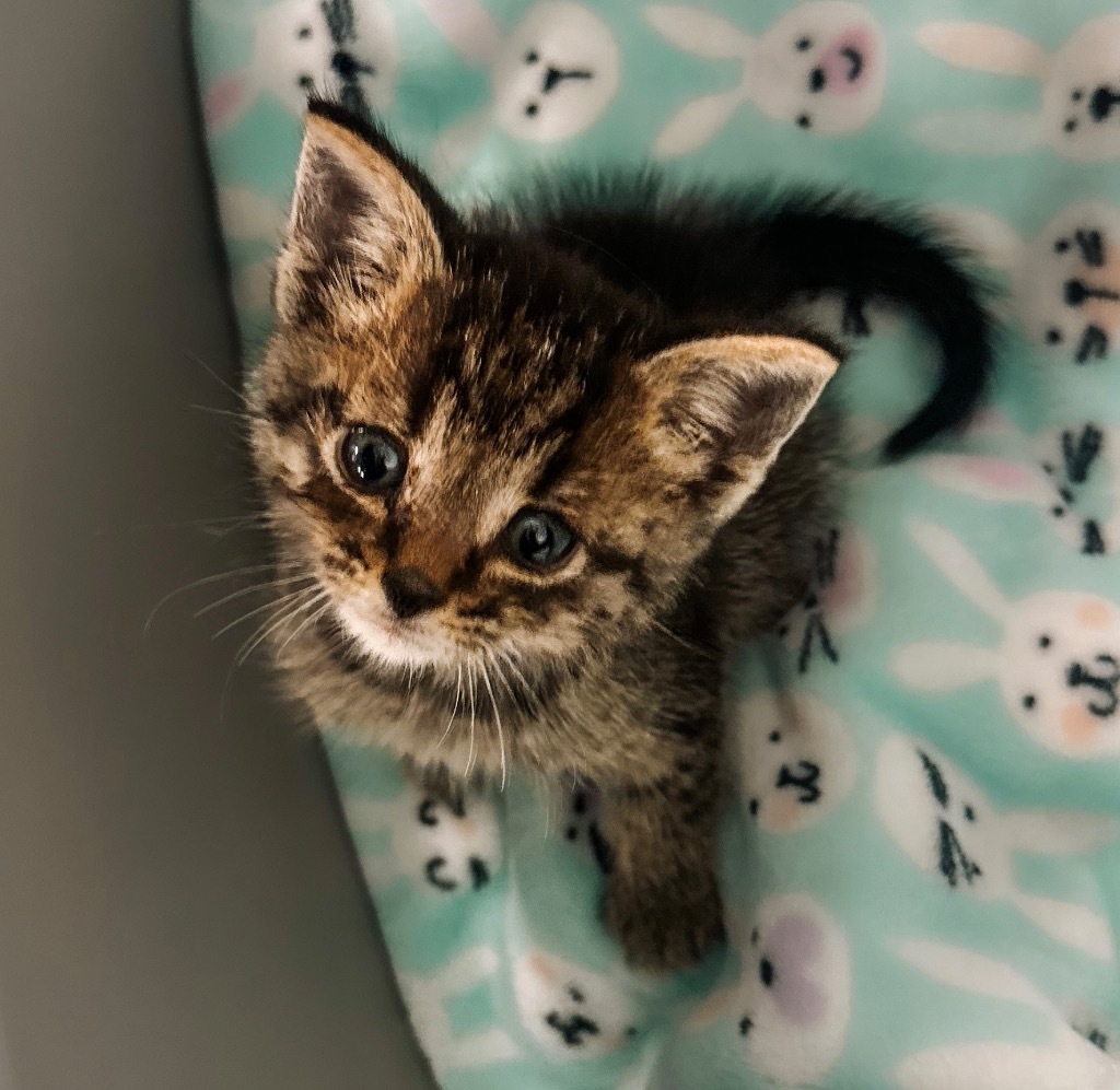 Mr. Meowgi