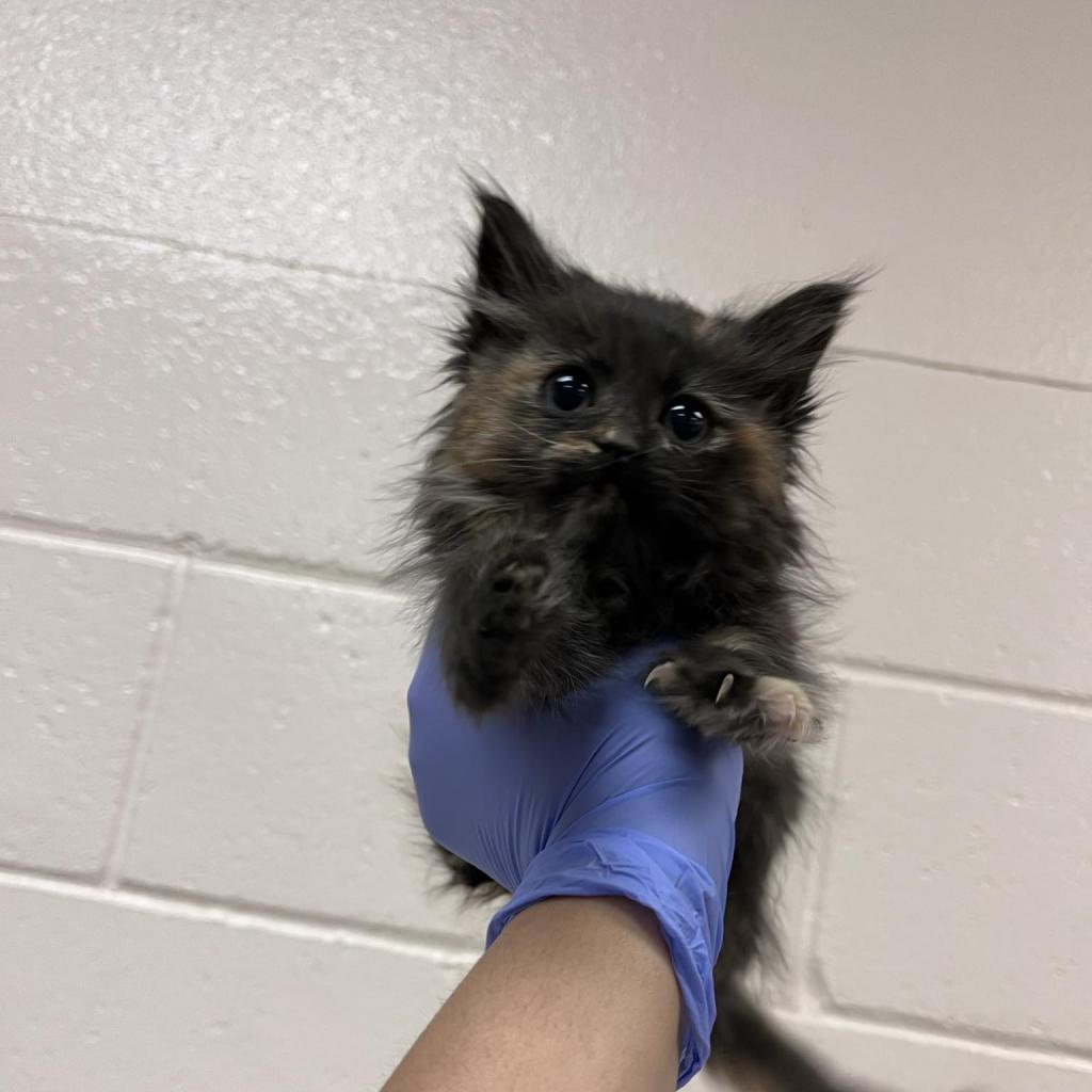 Wagyu, an adoptable Domestic Long Hair in Reno, NV, 89502 | Photo Image 1