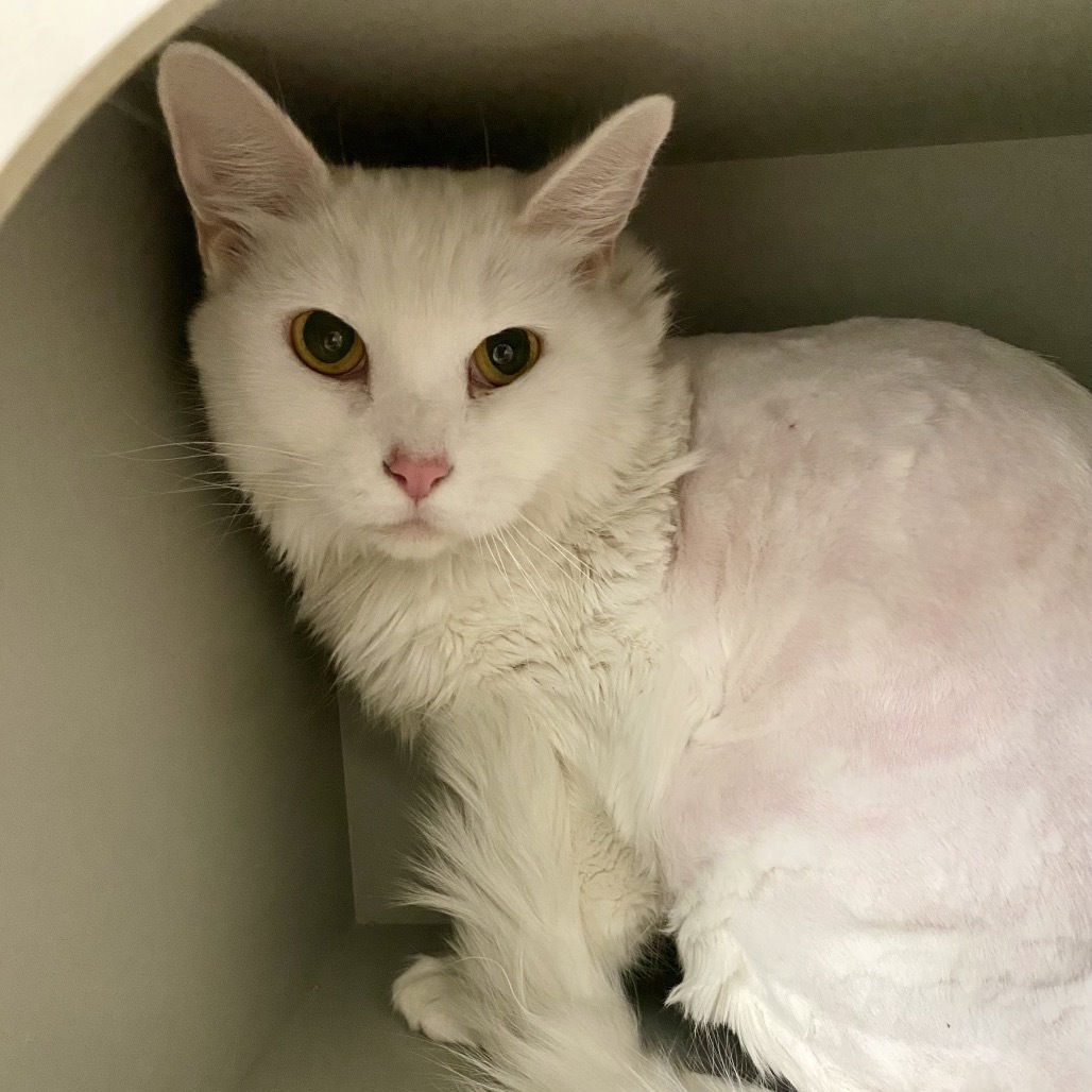 Rolex, an adoptable Domestic Medium Hair in Reno, NV, 89502 | Photo Image 1