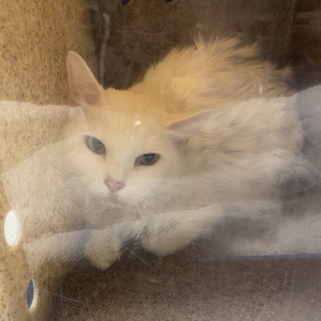 Rolex, an adoptable Domestic Medium Hair in Reno, NV, 89502 | Photo Image 2