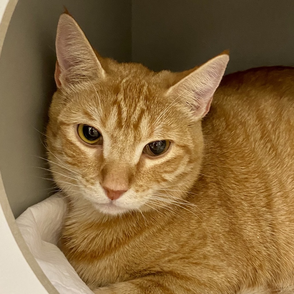 Baby Girl, an adoptable Domestic Short Hair in Reno, NV, 89502 | Photo Image 1