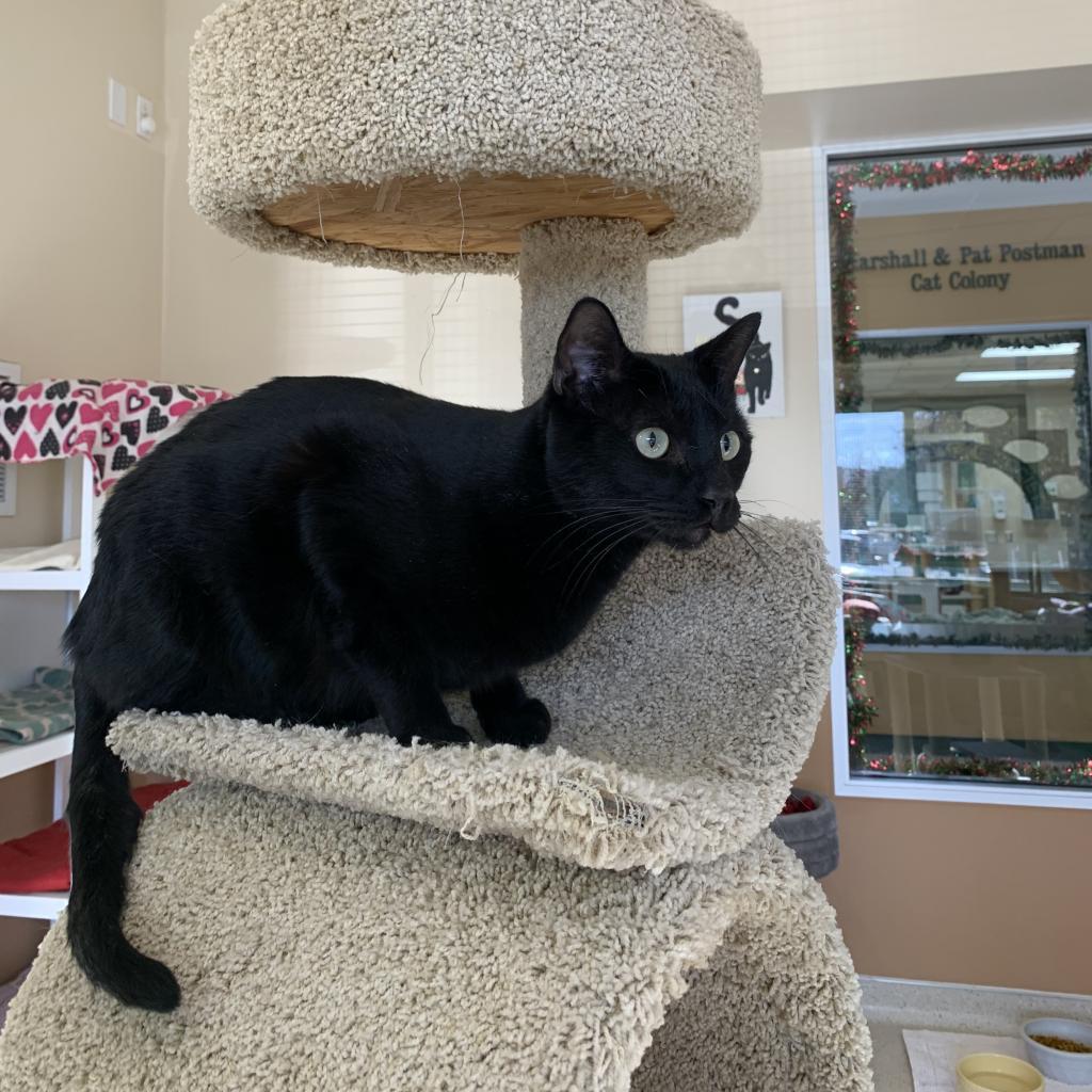 Coal, an adoptable Domestic Short Hair in Reno, NV, 89502 | Photo Image 1