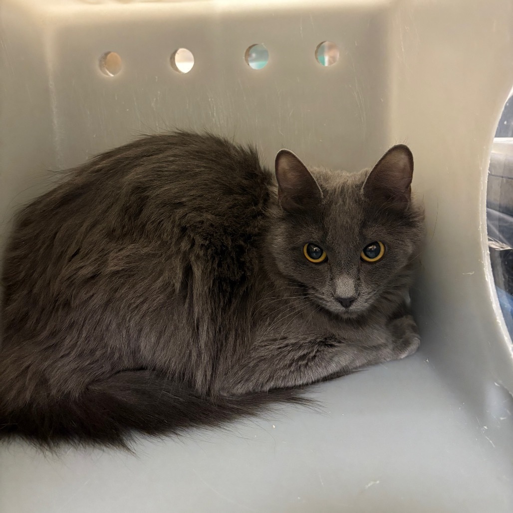 Marceline, an adoptable Domestic Long Hair in Reno, NV, 89502 | Photo Image 1