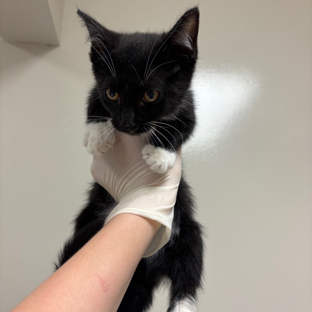 Hermes, an adoptable Domestic Short Hair in Reno, NV, 89502 | Photo Image 1