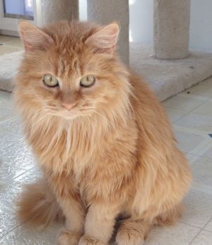 Nelly, Adult Female Domestic Medium Hair