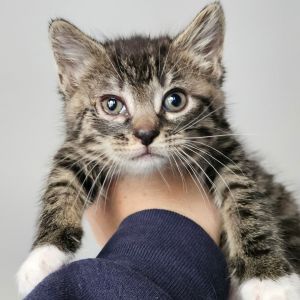 London Fog, Baby Female Domestic Short Hair