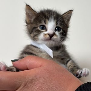 Echo, Baby Female Domestic Short Hair
