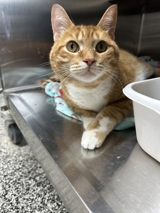 Minecraft, an adoptable Domestic Short Hair in Rhinelander, WI, 54501 | Photo Image 1