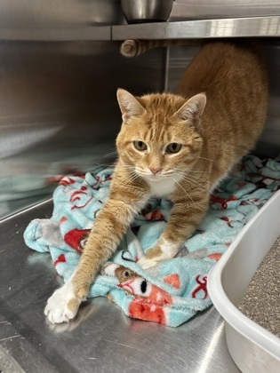 Minecraft, an adoptable Domestic Short Hair in Rhinelander, WI, 54501 | Photo Image 2