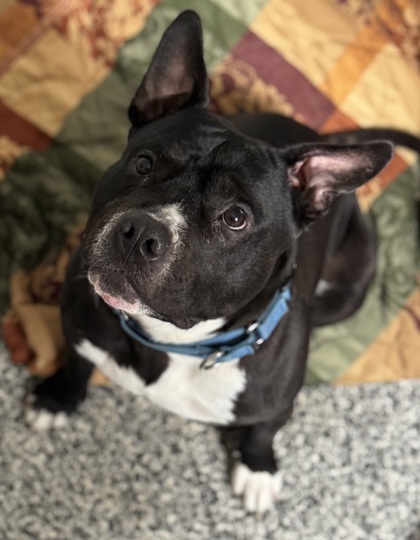 Punkie, an adoptable Fox Terrier, Mixed Breed in Rhinelander, WI, 54501 | Photo Image 2