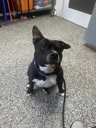 Punkie, an adoptable Fox Terrier, Mixed Breed in Rhinelander, WI, 54501 | Photo Image 3
