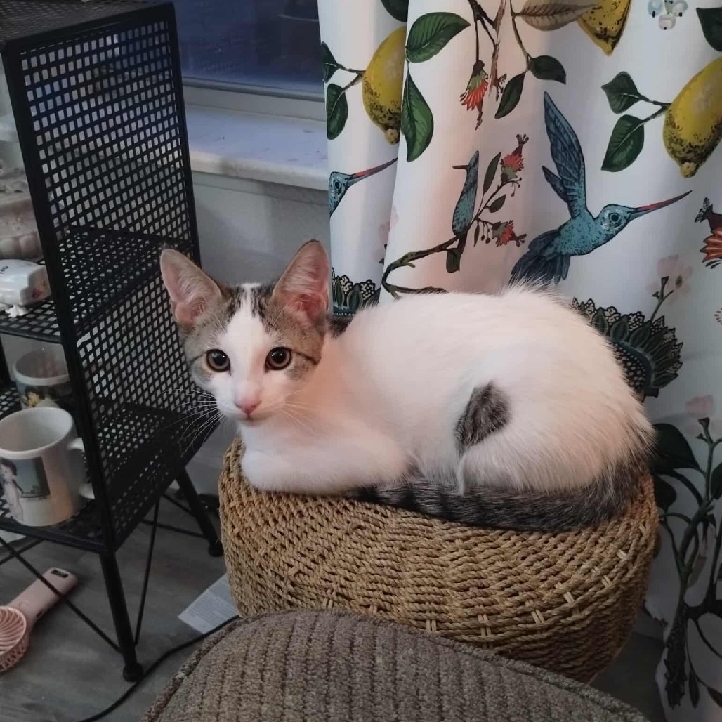 Bailey Ivy Cat BIC NV, an adoptable Domestic Short Hair in Las Vegas, NV, 89145 | Photo Image 3