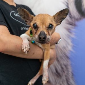Tompkins Chihuahua Dog
