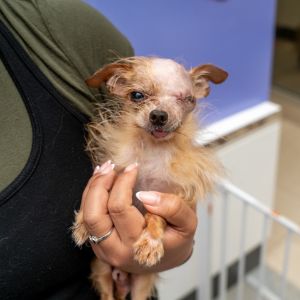 Herman Chihuahua Dog