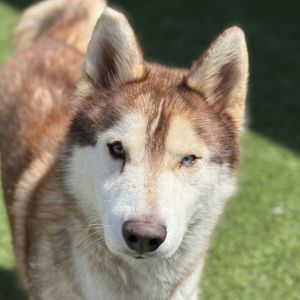 Prince Husky Dog