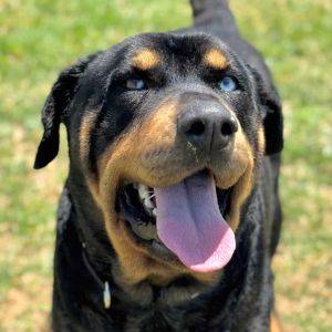Cookie Mixed Breed Dog