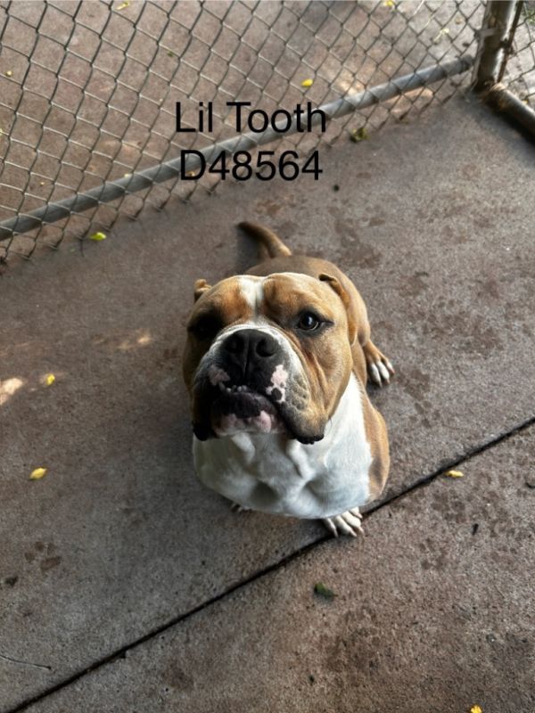 Lil Tooth