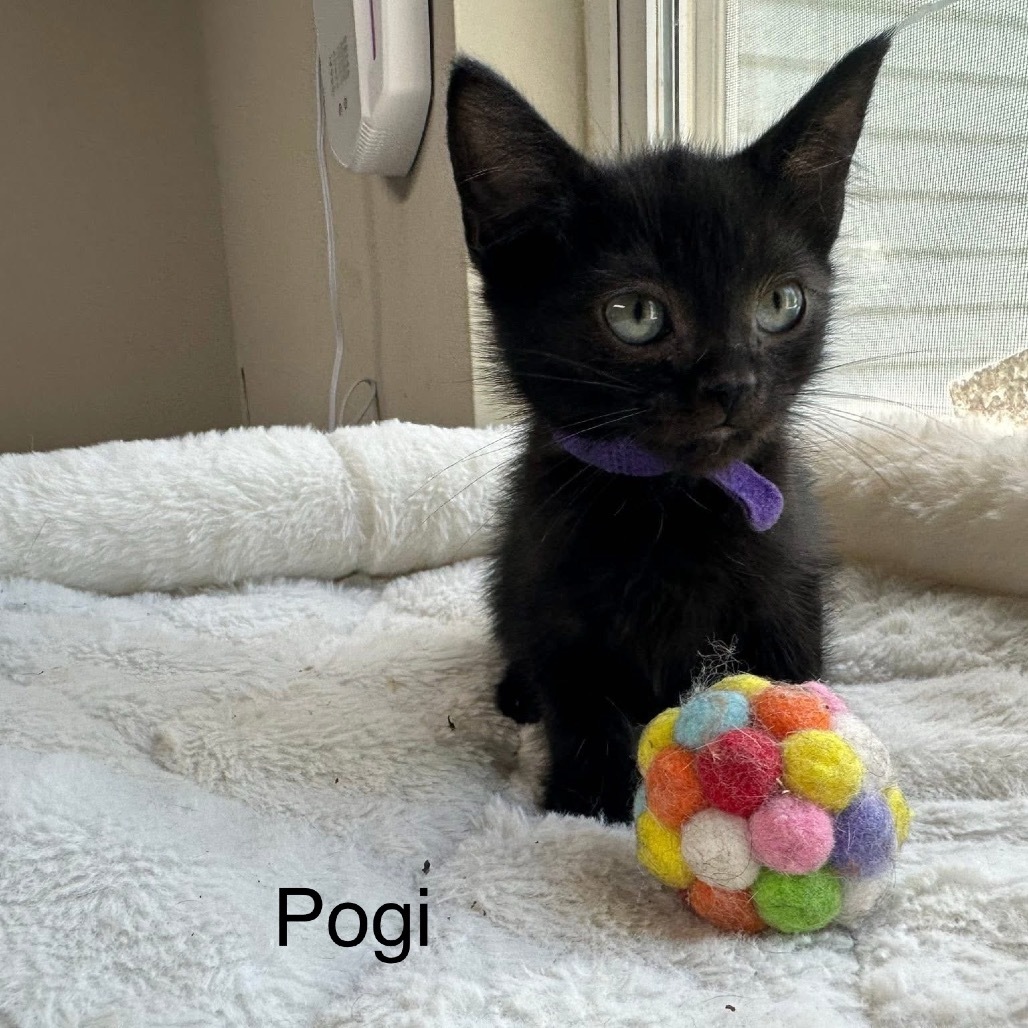 Pogi