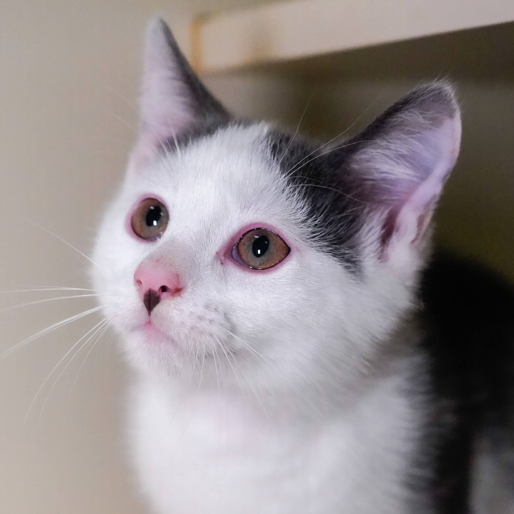 When, an adoptable Domestic Short Hair in Thomaston, ME, 04861 | Photo Image 1